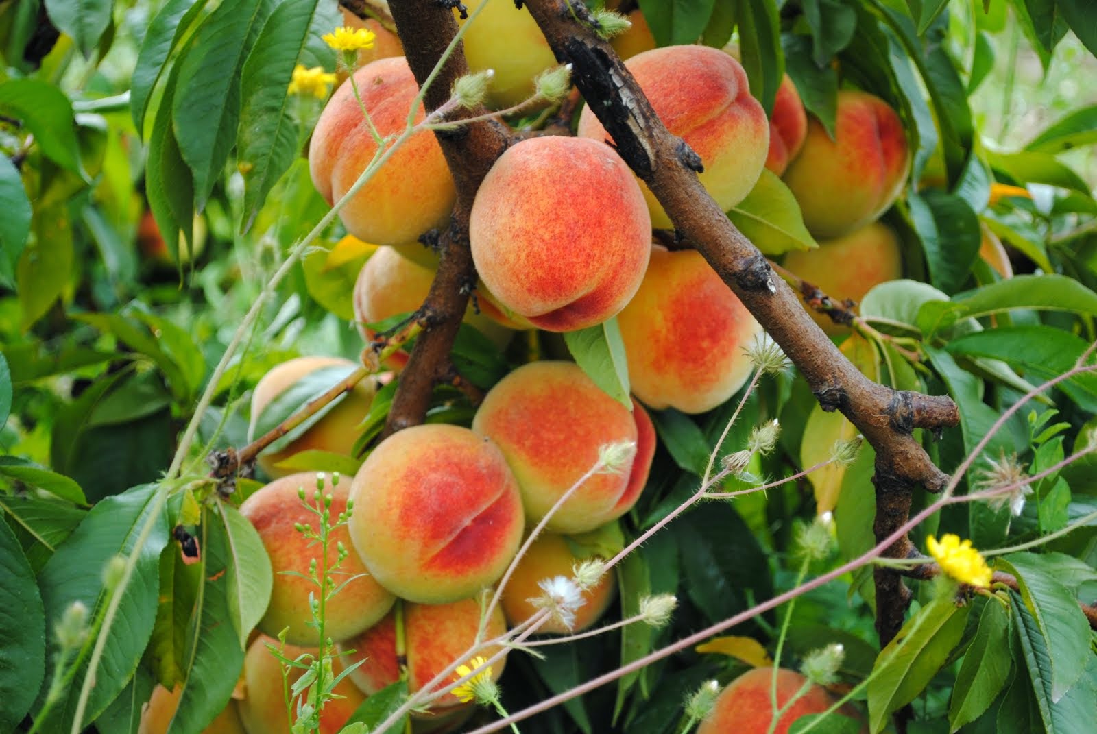 014 Peaches